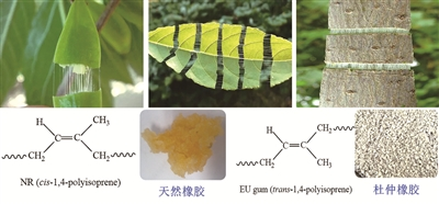 杜仲膠產(chǎn)業(yè)將迎來曙光