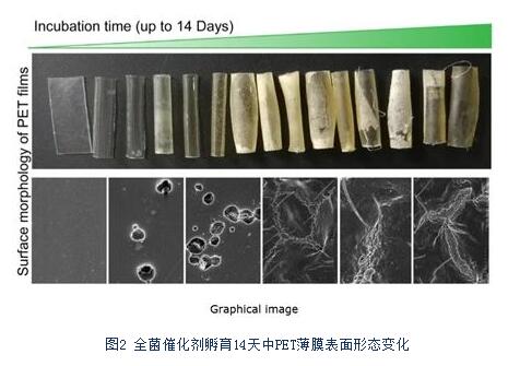 科研人員開發出全新的嗜熱全菌催化塑料生物降解策略