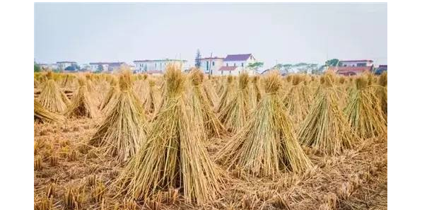 全生物降解材料項目落地石家莊，預計年產能2000噸
