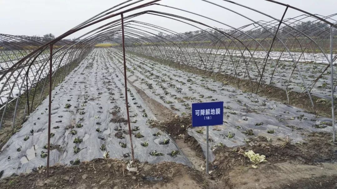 浙江杭州加強(qiáng)廢舊農(nóng)膜回收及全生物降解地膜推廣
