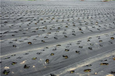 陜西發(fā)布《措施》：示范推廣全生物可降解地膜